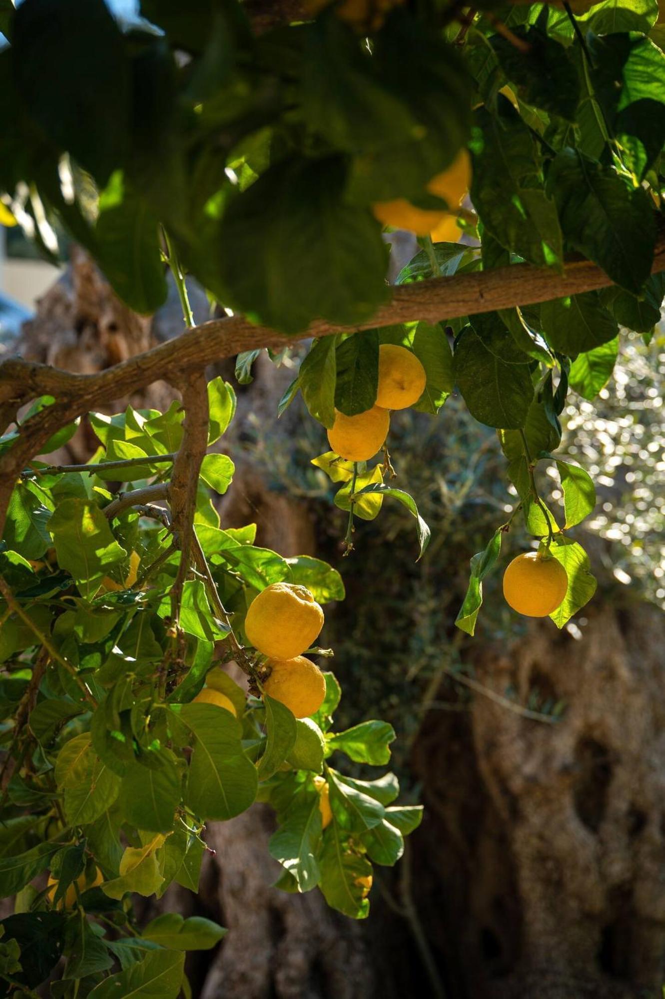 Physis Country House 2 Near Matala Beach & Faistos Kouses Exterior foto